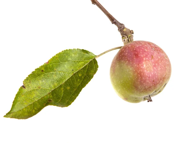 Větev s zralých jablek a listy. izolované na bílém pozadí — Stock fotografie