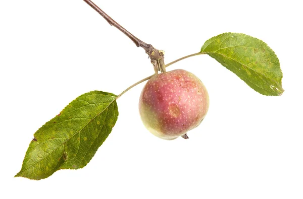 Gren med mogna äpplen och blad. isolerad på vit bakgrund — Stockfoto