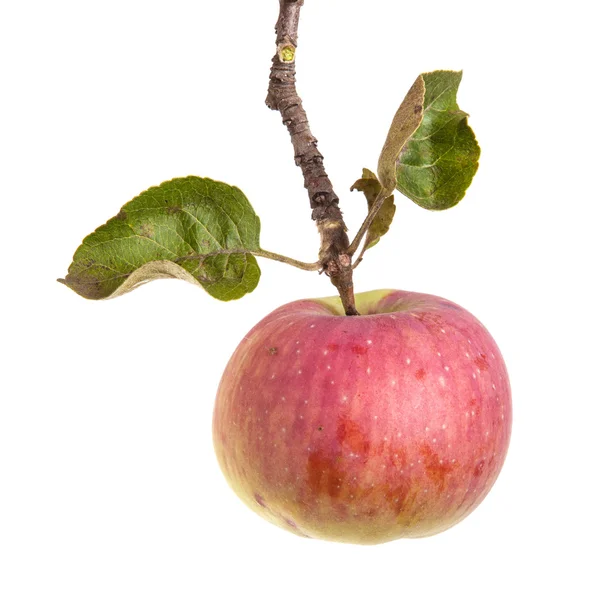 Branche aux pommes mûres et aux feuilles. isolé sur fond blanc — Photo