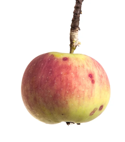 成熟的苹果，在白色背景上孤立的树枝上 — 图库照片