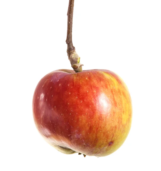 Dojrzałe jabłko na gałęzi, na białym tle — Zdjęcie stockowe