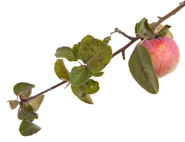 Zweig mit reifen Äpfeln und Blättern. isoliert auf weißem Hintergrund — Stockfoto