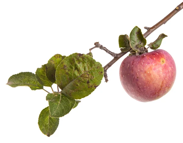 与成熟的苹果和叶子的分支。白色背景上孤立 — 图库照片