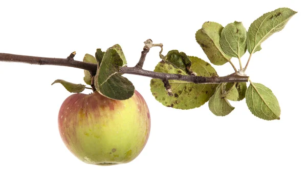 Rama con manzanas maduras y hojas. aislado sobre fondo blanco — Foto de Stock