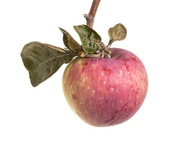 Tak met rijpe appels en bladeren. geïsoleerd op witte achtergrond — Stockfoto