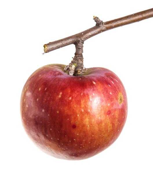 Спелое яблоко на ветке изолированы на белом фоне — стоковое фото