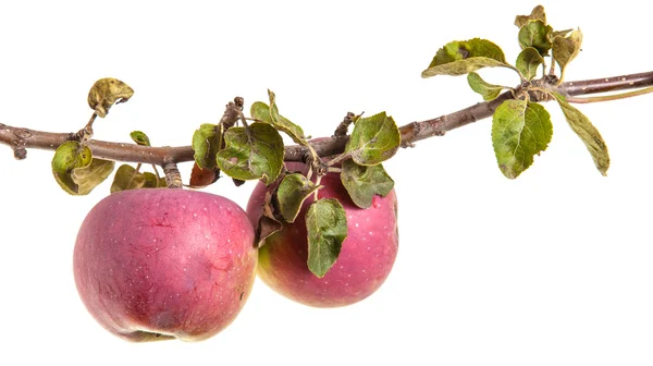 Rama con manzanas maduras y hojas. aislado sobre fondo blanco —  Fotos de Stock