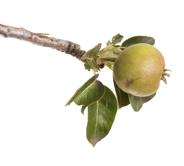 Päron på en gren med blad isolerade på vit bakgrund — Stockfoto