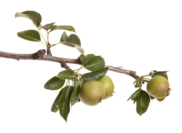 Peren op een tak met bladeren geïsoleerd op witte achtergrond — Stockfoto