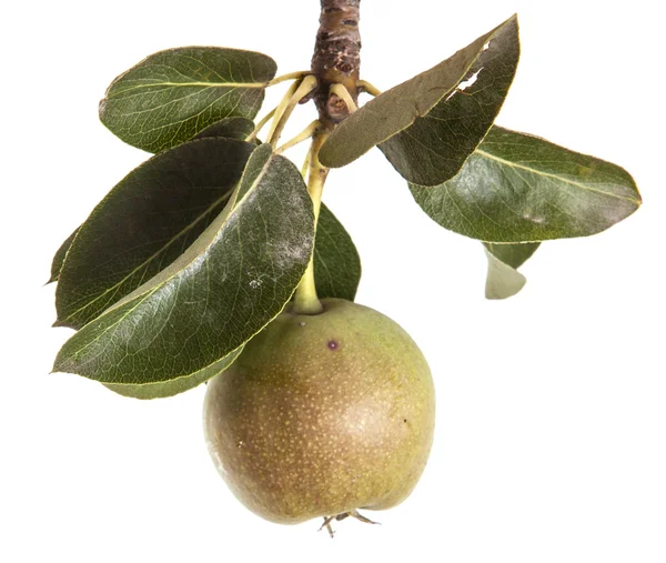 Peras en una rama con hojas aisladas sobre fondo blanco —  Fotos de Stock