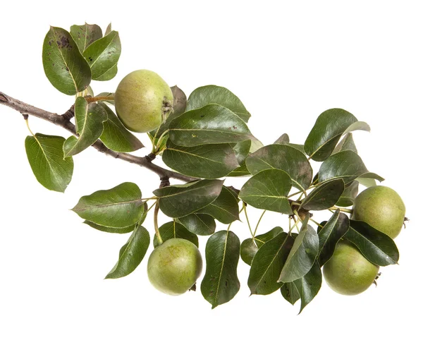 Päron på en gren med blad isolerade på vit bakgrund — Stockfoto