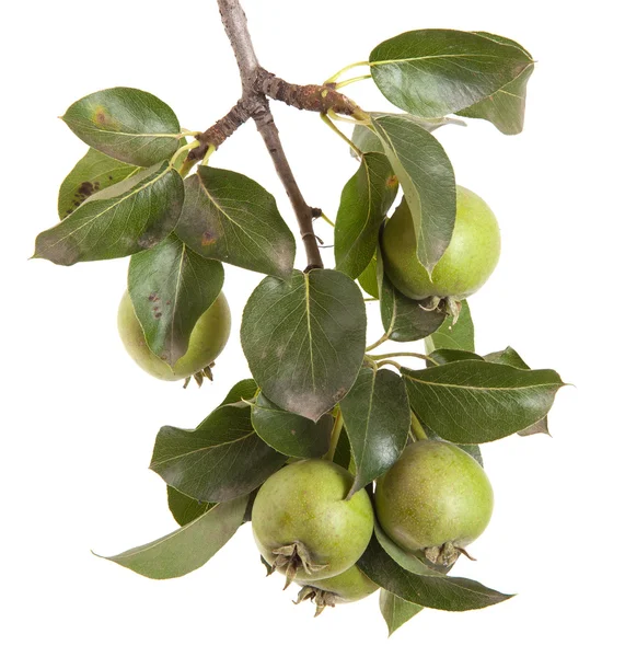 Päron på en gren med blad isolerade på vit bakgrund — Stockfoto