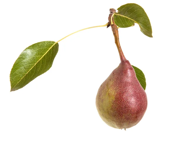 Peren op een tak met bladeren geïsoleerd op witte achtergrond — Stockfoto