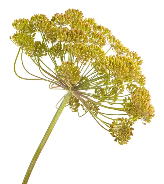 rezene beyaz zemin üzerine çiçek şube