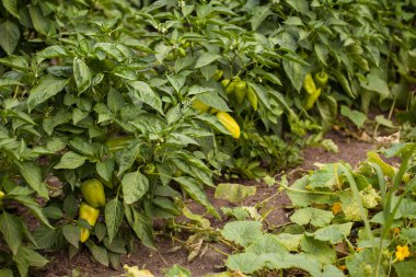 Dolmalık biber. Bahçe Bitkileri