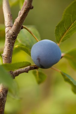 bir ağaç dalı üzerinde olgun Erik
