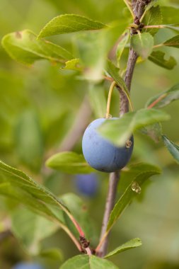 bir ağaç dalı üzerinde olgun Erik