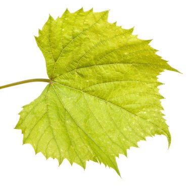 üzüm yaprağı. Beyaz arka plan üzerinde izole