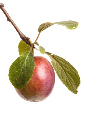 Erik dalı çilek ve beyaz arka plan üzerinde izole yaprakları ile