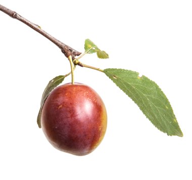 Erik dalı çilek ve beyaz arka plan üzerinde izole yaprakları ile