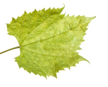 üzüm yaprağı. Beyaz arka plan üzerinde izole
