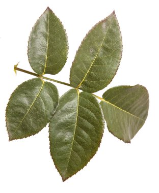 Yeşil yaprak yükseldi. Beyaz arka plan üzerinde izole