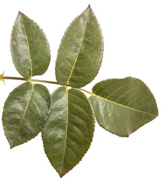 Yeşil yaprak yükseldi. Beyaz arka plan üzerinde izole