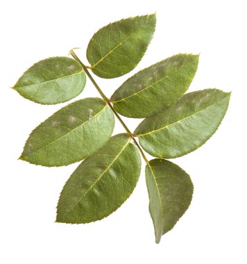 Yeşil yaprak yükseldi. Beyaz arka plan üzerinde izole