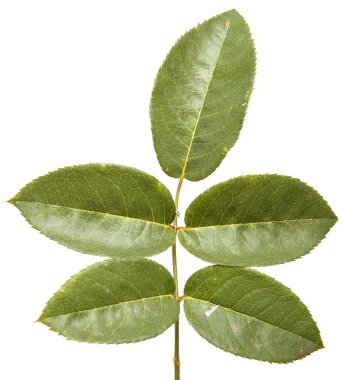 Yeşil yaprak yükseldi. Beyaz arka plan üzerinde izole