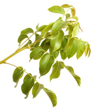 Beyaz arka plan üzerinde izole ceviz dalı