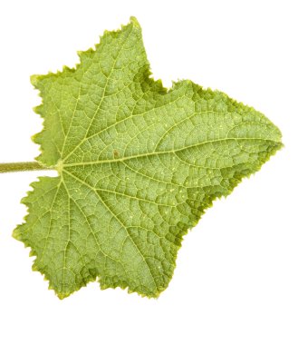 Beyaz arka plan üzerinde izole salatalık yeşil yaprakları