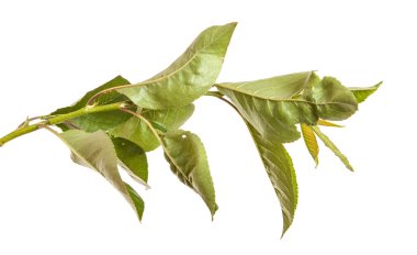 Beyaz arka plan üzerinde izole kiraz ağacı dalı