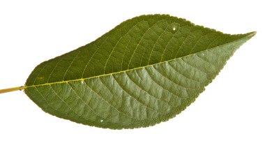 Beyaz arka plan üzerinde izole kiraz ağacı yaprak