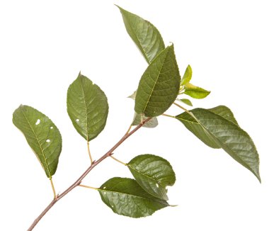 Beyaz arka plan üzerinde izole kiraz ağacı dalı