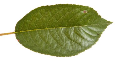 Beyaz arka plan üzerinde izole kiraz ağacı yaprak