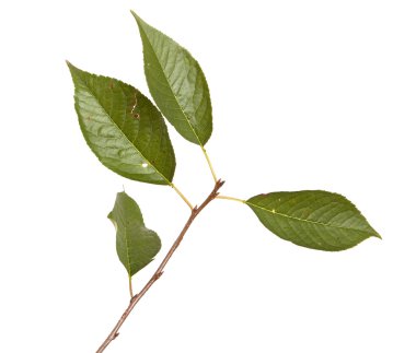 Beyaz arka plan üzerinde izole kiraz ağacı dalı