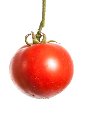 Beyaz arka planda bir dalda olgun kırmızı domatesler