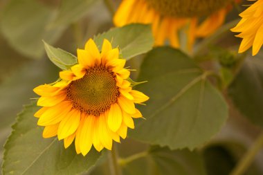 çiçek açan ayçiçeği. sığ derinlik-in tarla