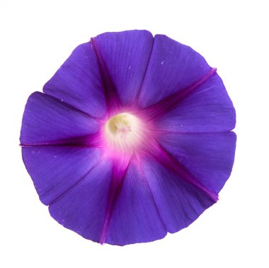 sabah zafer çiçek izole üzerinde beyaz zemin üzerine