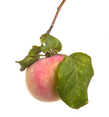 dal ile olgun elma izole üzerinde beyaz arka plan bırakır