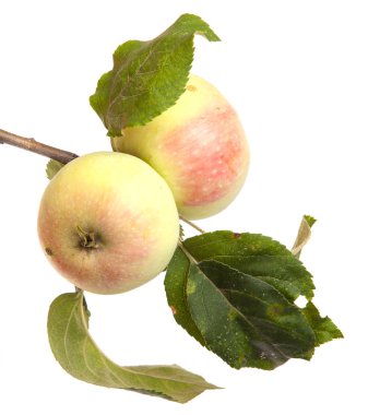 dal ile olgun elma izole üzerinde beyaz arka plan bırakır