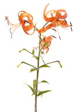 Beyaz arka plan üzerinde izole tiger lily çiçek