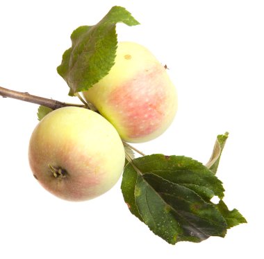 dal ile olgun elma izole üzerinde beyaz arka plan bırakır