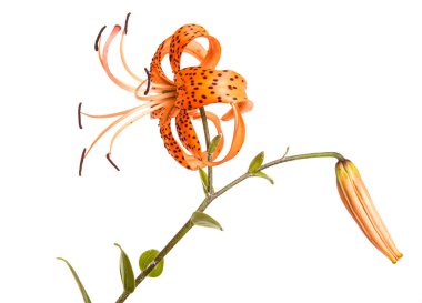 Beyaz arka plan üzerinde izole tiger lily çiçek