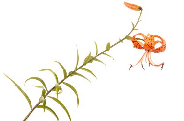 Beyaz arka plan üzerinde izole tiger lily çiçek