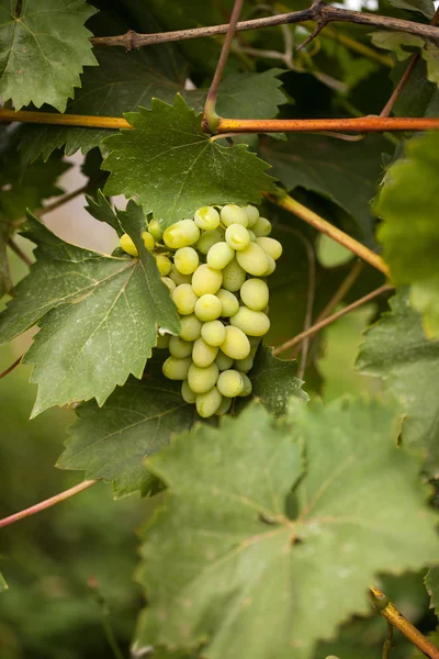 Un racimo de uvas. Viñedo —  Fotos de Stock