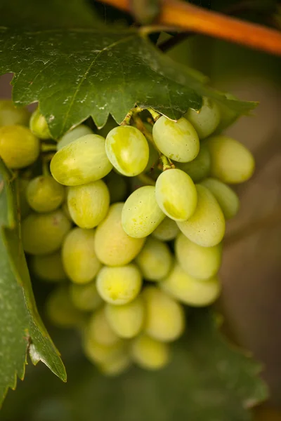 Un racimo de uvas. Viñedo —  Fotos de Stock