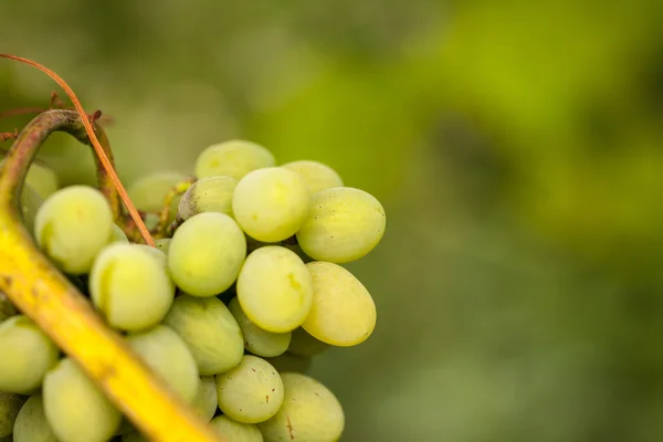 Bunch of grapes. Vineyard — Stock Photo, Image