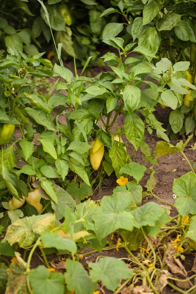 Paprika. Pflanzen im Garten — Stockfoto