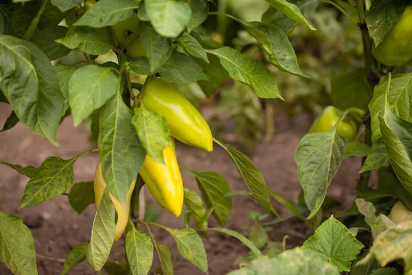 Paprika. Pflanzen im Garten — Stockfoto